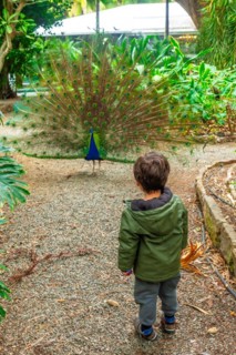 A boy looking at an open male Indian peacock because he is in heat looking for females