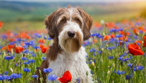 Ai generated, animal, animals, mammal, mammals, a, single animal, bobtail, (Canis lupus