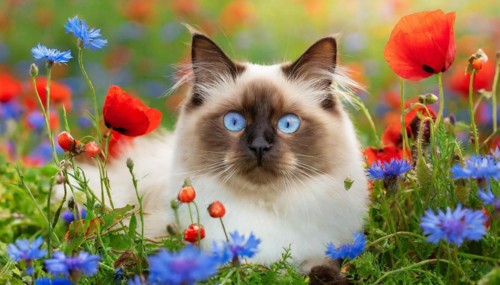 KI generated, animal, animals, mammal, mammals, cat, felidae (Felis catus), a cat lies in a meadow