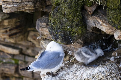 Black-legged kittiwake (Rissa tridactyla), adult bird with chicks defecating, Varanger, Finnmark,