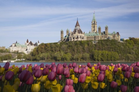 Bed of pink and yellow Tulipa, Tulips plus Chateau Laurier and Canadian Parliament buildings across