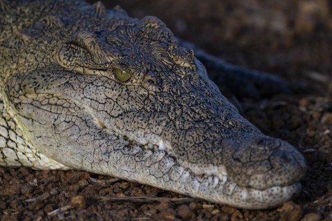 Nile crocodile (Crocodylus niloticus) Mziki Private Game Reserve, North West Province, South