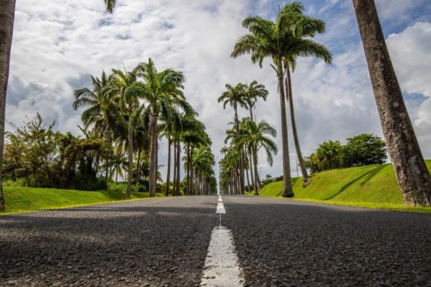 The famous palm avenue l'Allee Dumanoir. Landscape shot from the centre of the street into the