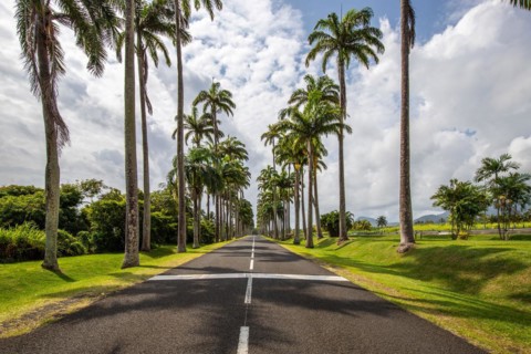 The famous palm avenue l'Allee Dumanoir. Landscape shot from the centre of the street into the