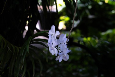 Jardin Botaniqu de Deshaies, botanical garden with flora and fauna in Guadeloupe, Caribbean, French