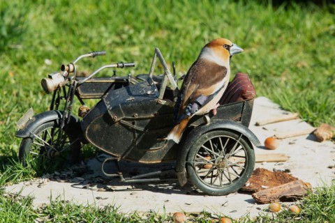 Hawfinch male on motorbike sitting on stone slab in green grass looking right