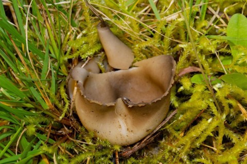 Black and white ribbed cup lobelia cup-shaped brown fruiting body in green grass with moss