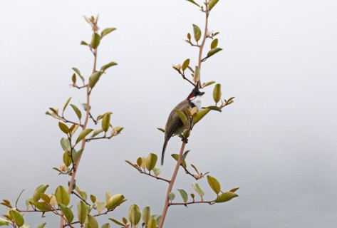 Red-vented Bulbul (Pycnonotus cafer) or Sooty Bulbul in Eravikulam National Park, Kannan Devan