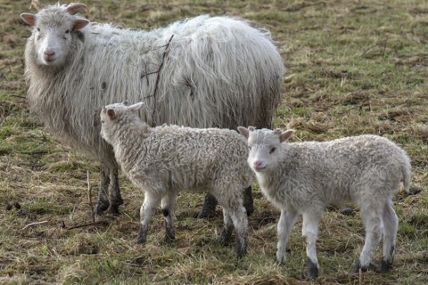 Horned moorland sheep (Ovis aries) with their lambs on the pasture, Mecklenburg-Western Pomerania,
