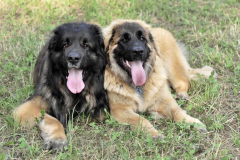 Leonberger dogs, Leonberger dogs lying relaxed together on a meadow, Leonberger dog, Schwaebisch