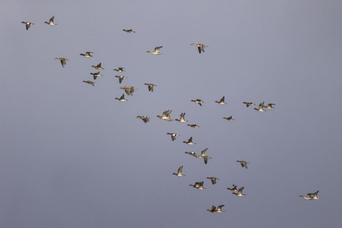 Eurasian wigeon (Anas penelope) and gadwall (Anas strepera), small flock in flight, Laanemaa,