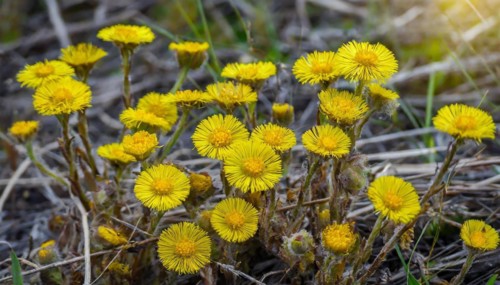 Sunlit yellow flowers in a meadow, medicinal plant coltsfoot, Tussilago farfara, KI generated, AI