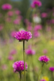 Close-up of pink and yellow Gomphrena globosa 'Truffula Pink' flower in summer, Quebec, Canada,