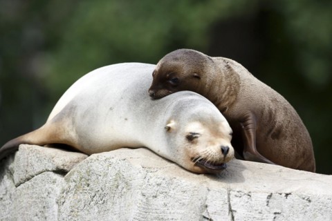 California sea lion (Zalophus californianus), An adult sea lion and a juvenile showing love and