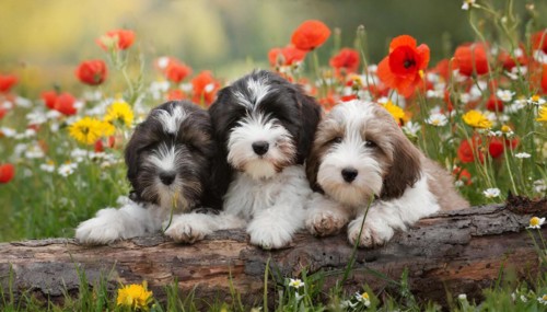 KI generated, animal, animals, mammal, mammals, one, single animal, bobtail, (Canis lupus