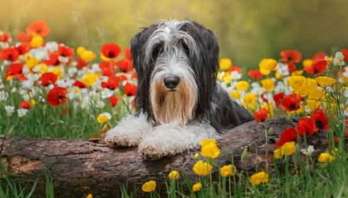 Ai generated, animal, animals, mammal, mammals, a, single animal, bobtail, (Canis lupus
