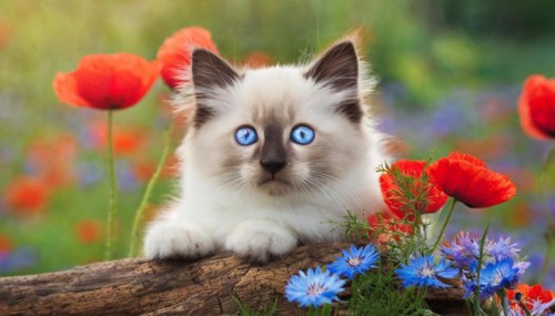 AI generated, animal, animals, mammal, mammals, cat, felidae (Felis catus), a young cat resting on