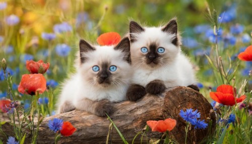 KI generated, animal, animals, mammal, mammals, cat, felidae (Felis catus), two kittens lying in a