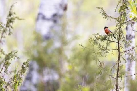 Eurasian bullfinch (Pyrrhula pyrrhula), adult male feeding, Ovre Pasvik National Park,