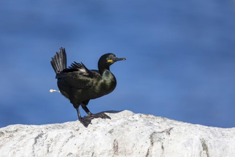 Common shag (Phalacrocorax aristotelis) defecating, Hornoya Island, Vardo, Varanger, Finnmark,