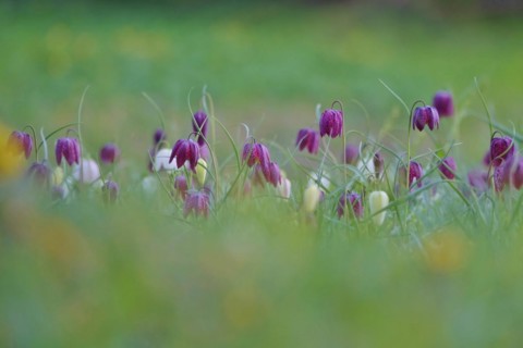 Charming chequerboard flower, spring, Germany, Europe