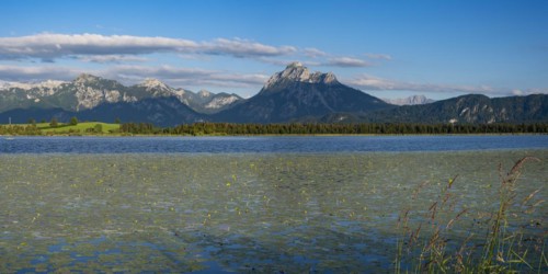 Lake Hopfensee with water lilies, (Nymphaea), behind it the Saeuling, 2047m, Ammergau Alps, East