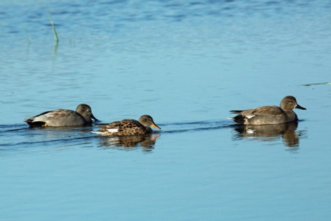 Gadwall three birds swimming side by side in water on the right