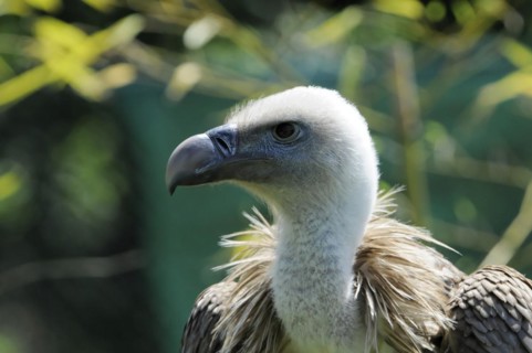 Griffon vulture (Gyps fulvus) vulture head with white plumage and brown shoulder feathers against a