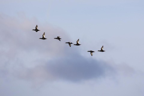 Velvet scoter (Melanitta fusca), small flock in flight, Laanemaa, Estonia, Europe