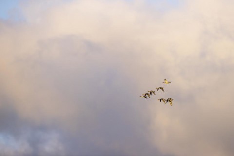 Red-breasted Merganser (Mergus serrator), small flock in flight, Laanemaa, Estonia, Europe