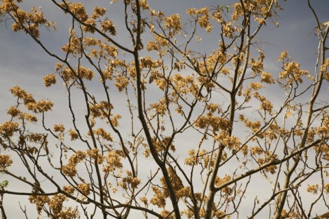 Close-up of silhouetted deciduous tree branches with dry and wilted golden brown leaves in summer,