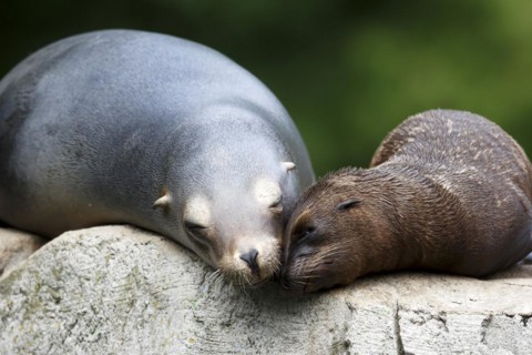 California sea lion (Zalophus californianus), An adult sea lion and a juvenile showing love and