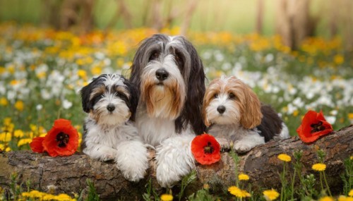 Ai generated, animal, animals, mammal, mammals, one, single animal, bobtail, (Canis lupus