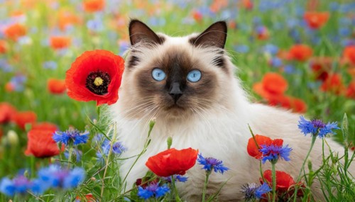 KI generated, animal, animals, mammal, mammals, cat, felidae (Felis catus), a cat lies in a meadow