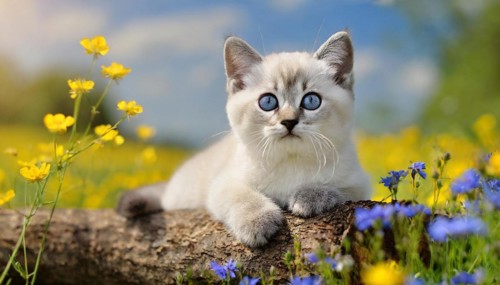 KI generated, animal, animals, mammal, mammals, cat, felidae (Felis catus), a kitten resting in a