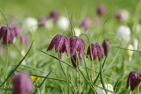 Charming chequerboard flower, spring, Germany, Europe