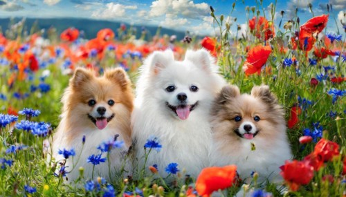 KI generate, animal, animals, mammal, mammals, dwarf spitz, Spitz, (Canis lupus familiaris), dog,