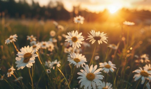 Daisies in a field at sunset, fields and meadows, spring nature background AI generated