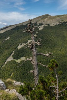 Pollino national park, Pinus heldreichii, italy