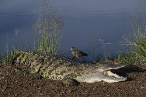 Nile crocodile (Crocodylus niloticus) Mziki Private Game Reserve, North West Province, South