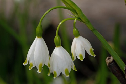 Summer knot flower green panicle with three open white flowers