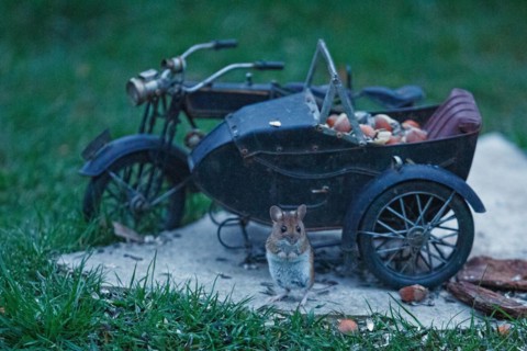 Wood mouse standing in front of motorbike on stone slab in green grass looking from the front