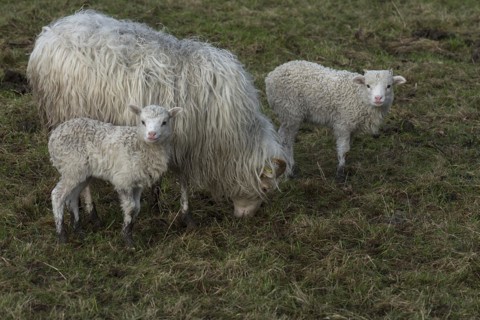 Horned moorland sheep (Ovis aries) with their lambs on the pasture, Mecklenburg-Western Pomerania,