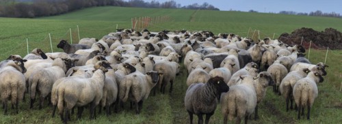 Black-headed domestic sheep (Ovis gmelini aries) waiting in the pen for the new pasture,