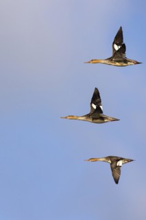 Red-breasted Merganser (Mergus serrator), small flock in flight, Laanemaa, Estonia, Europe