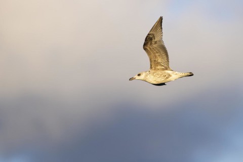 Lesser black-backed gull (Larus fuscus), juvenile bird in flight, Laanemaa, Estonia, Europe