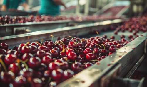 Ripe cherries being sorted and packaged in a bustling fruit processing facility AI generated