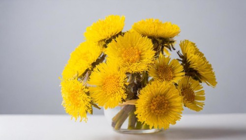 A dense bouquet of coltsfoot flowers in a vase on a table against a white background, medicinal