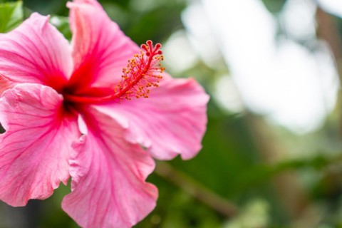 A pink flower with a red center. The flower is in full bloom and is surrounded by green leaves.
