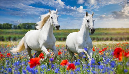 KI generated, A horse, horses, Arabian, in front of a blue sky, thoroughbred Arabian, AV, Arabian
